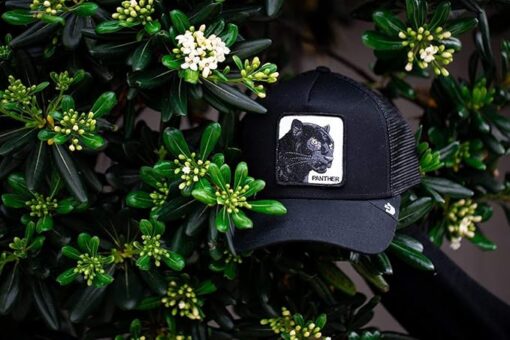 The Panther Black - Imagen 2